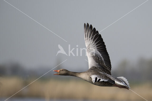 Grauwe Gans (Anser anser)