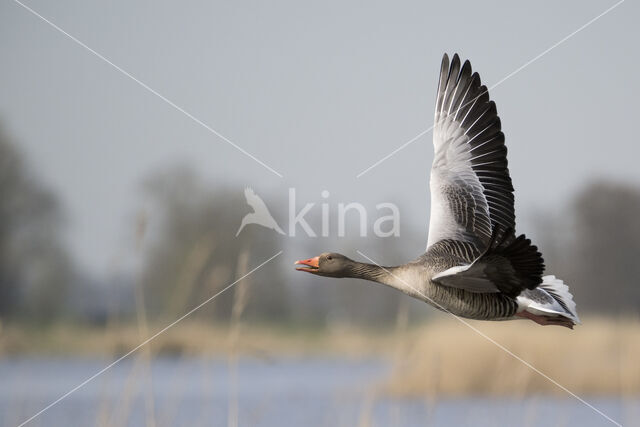 Grauwe Gans (Anser anser)