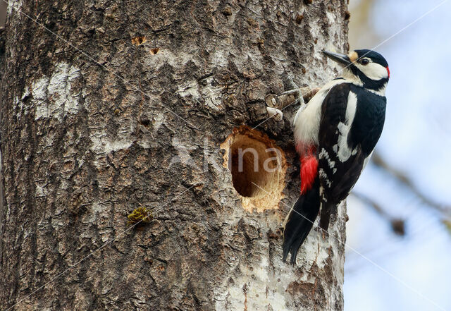 Great Spotted Woodpecker (Dendrocopos major)