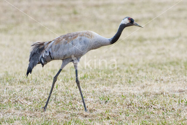 Kraanvogel (Grus grus)