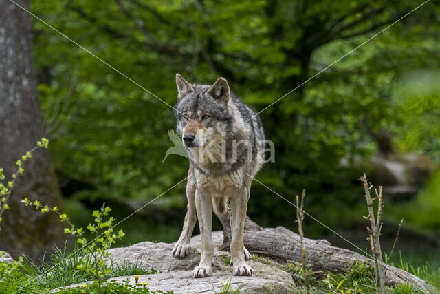 Eurasian wolf (Canis lupus lupus)