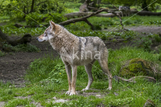 Eurasian wolf (Canis lupus lupus)