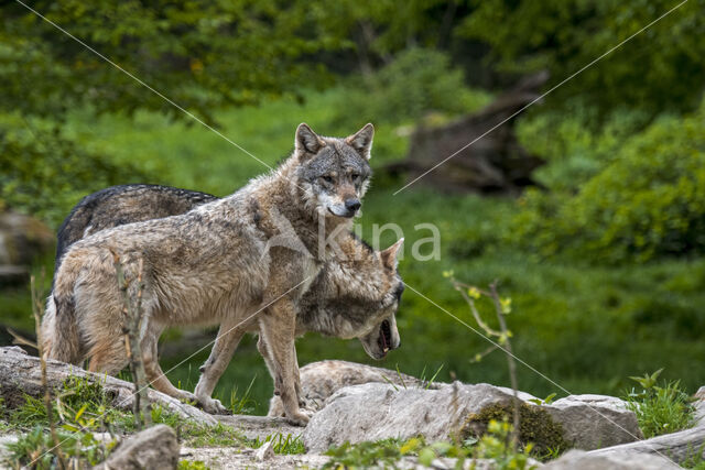 Europese wolf (Canis lupus lupus)