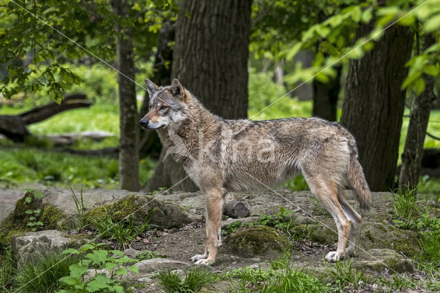 Eurasian wolf (Canis lupus lupus)