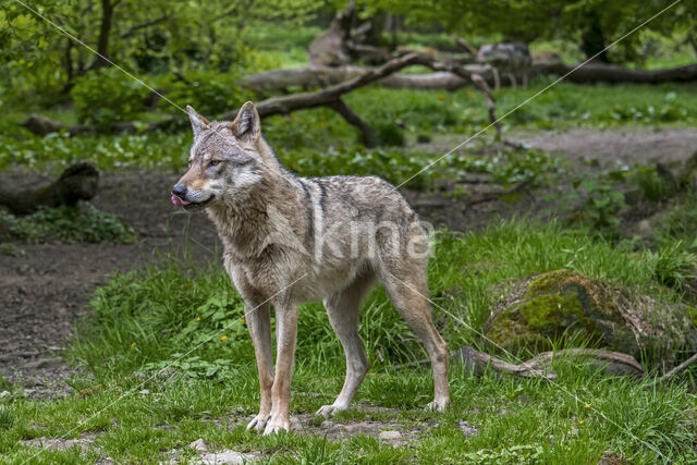 Eurasian wolf (Canis lupus lupus)