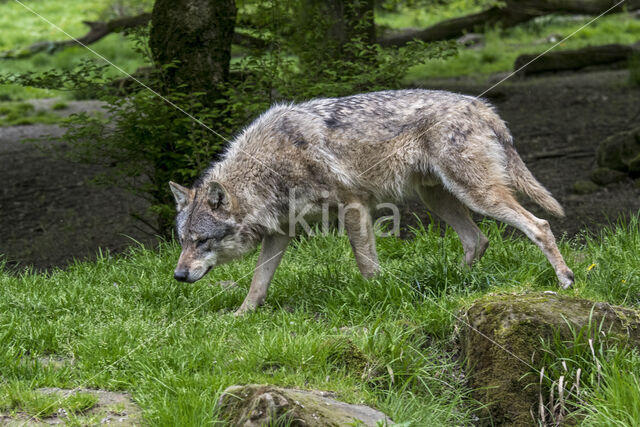 Europese wolf (Canis lupus lupus)