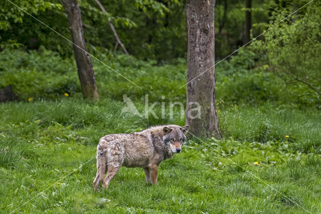 Eurasian wolf (Canis lupus lupus)