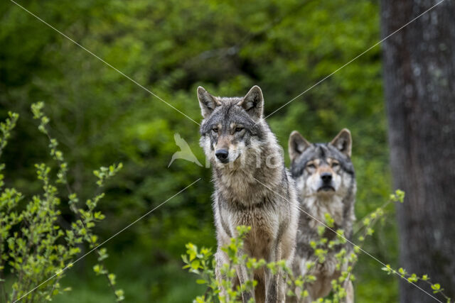 Europese wolf (Canis lupus lupus)