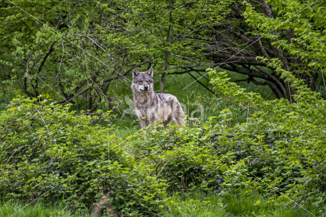 Europese wolf (Canis lupus lupus)