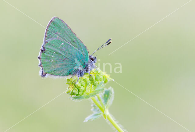 Groentje (Callophrys rubi)