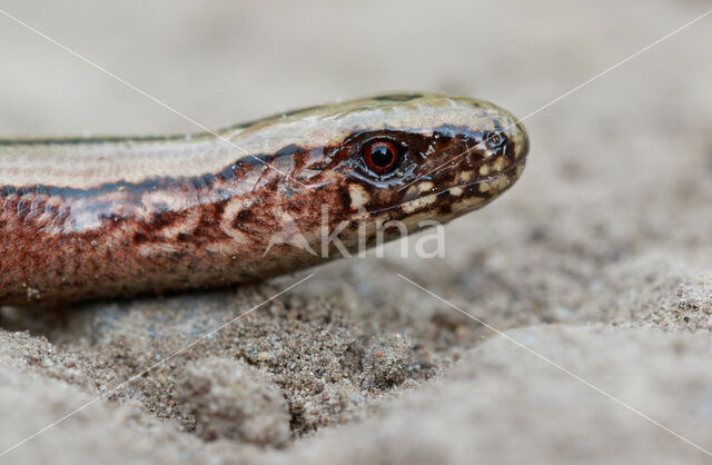 Hazelworm (Anguis fragilis)