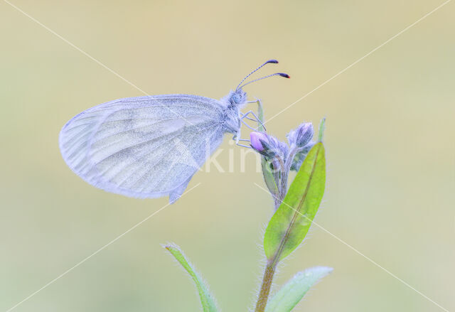 Wood White (Leptidea sinapis)