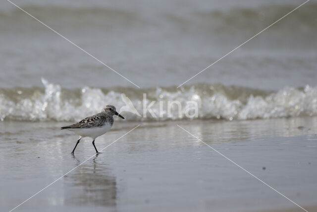 Drieteenstrandloper (Calidris alba)