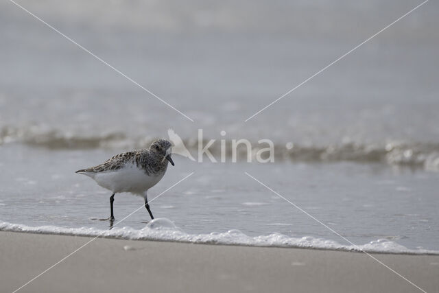 Sanderling (Calidris alba)