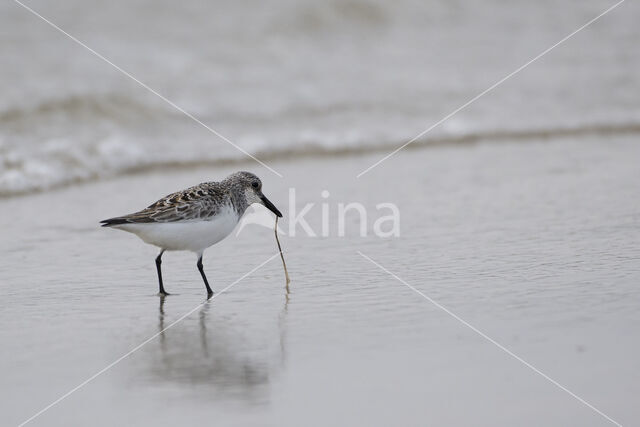 Sanderling (Calidris alba)