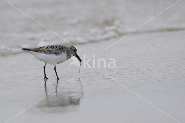 Sanderling (Calidris alba)