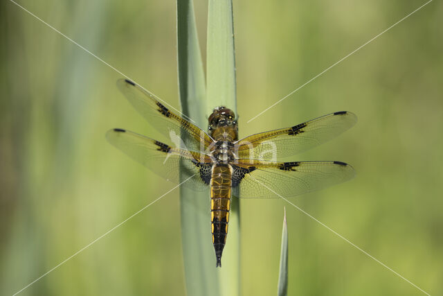 Viervlek (Libellula quadrimaculata)