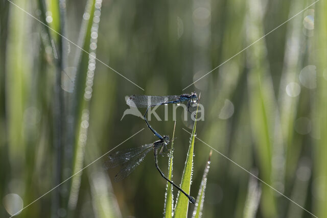 Variable Damselfly (Coenagrion pulchellum)