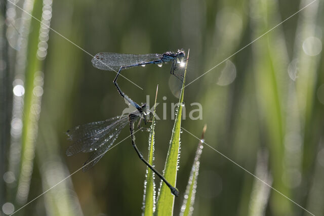 Variabele waterjuffer (Coenagrion pulchellum)