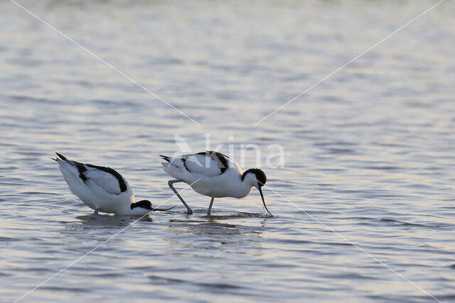 Pied Avocet (Recurvirostra avosetta)