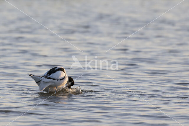 Kluut (Recurvirostra avosetta)
