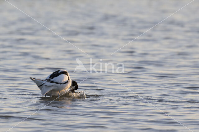 Pied Avocet (Recurvirostra avosetta)