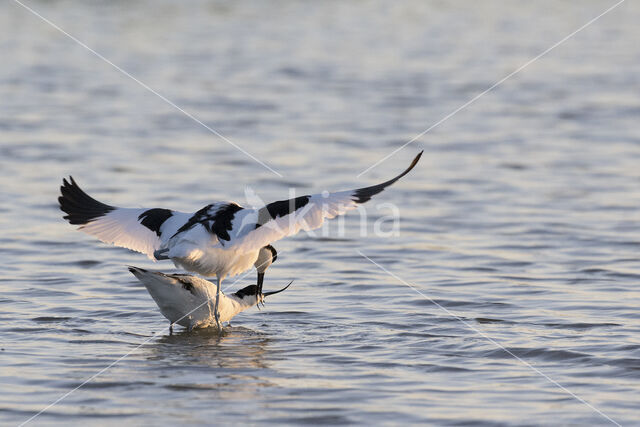 Pied Avocet (Recurvirostra avosetta)