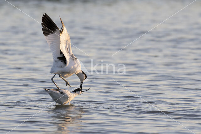 Pied Avocet (Recurvirostra avosetta)