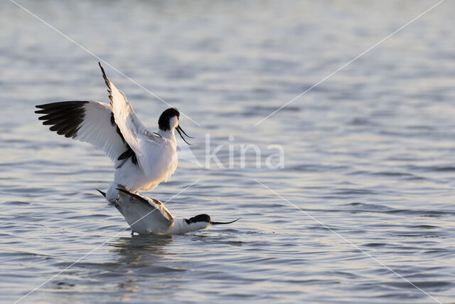 Pied Avocet (Recurvirostra avosetta)