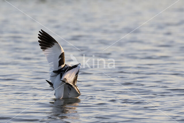 Pied Avocet (Recurvirostra avosetta)