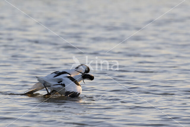 Pied Avocet (Recurvirostra avosetta)