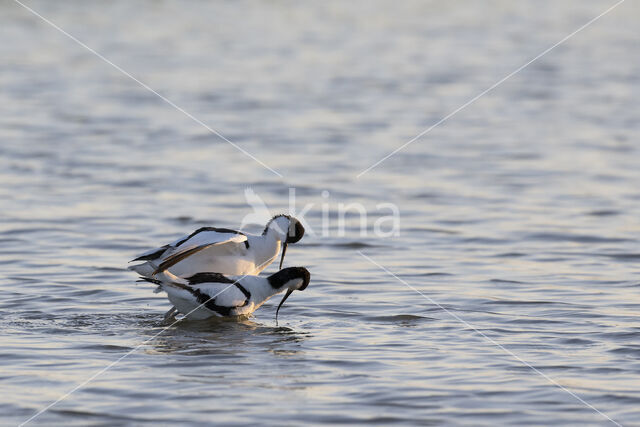 Pied Avocet (Recurvirostra avosetta)