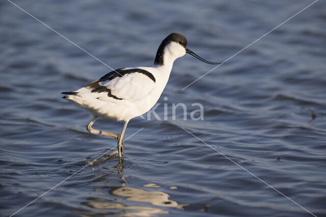 Pied Avocet (Recurvirostra avosetta)