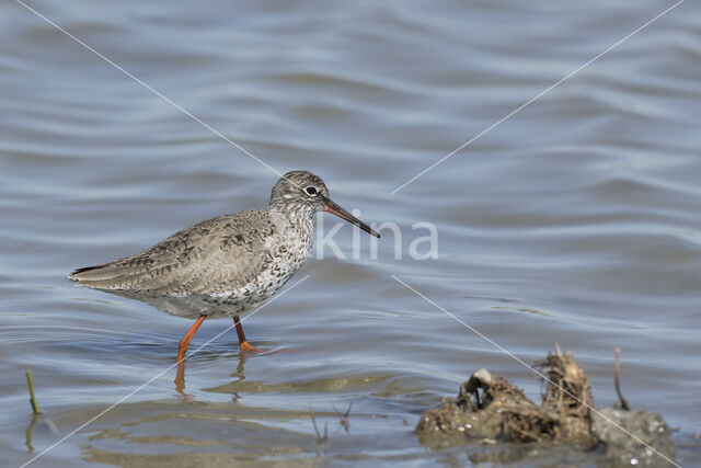 Common Redshank (Tringa totanus)