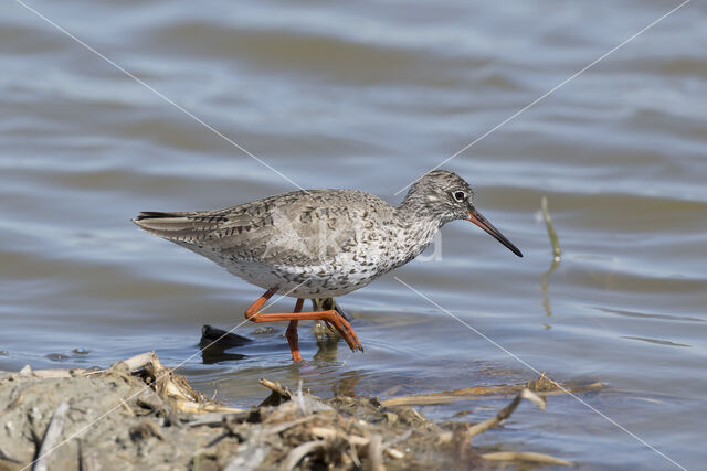 Common Redshank (Tringa totanus)