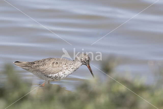 Common Redshank (Tringa totanus)