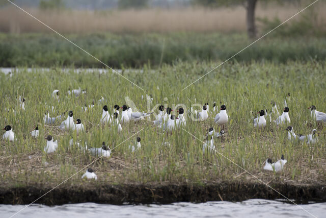 Mediterranean Gull (Larus melanocephalus)