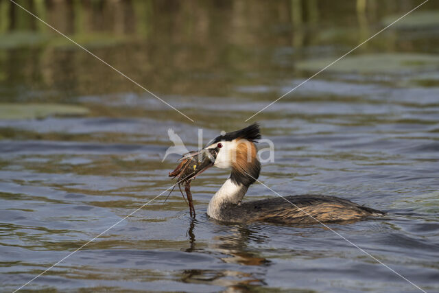 Great Crested Grebe (Podiceps cristatus)