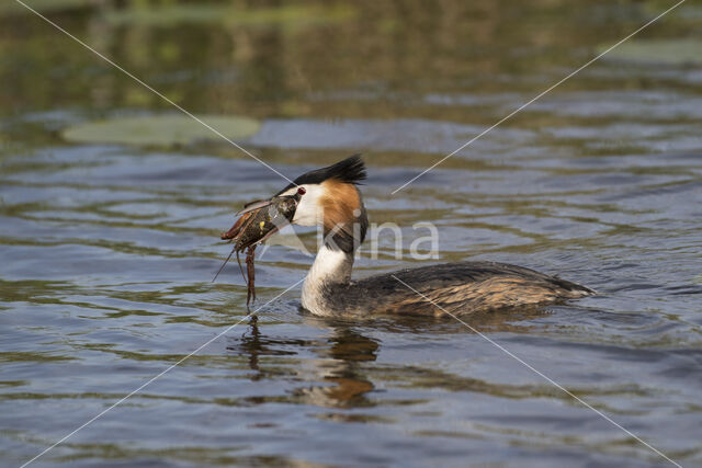 Great Crested Grebe (Podiceps cristatus)