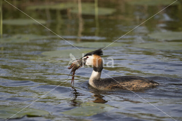 Great Crested Grebe (Podiceps cristatus)