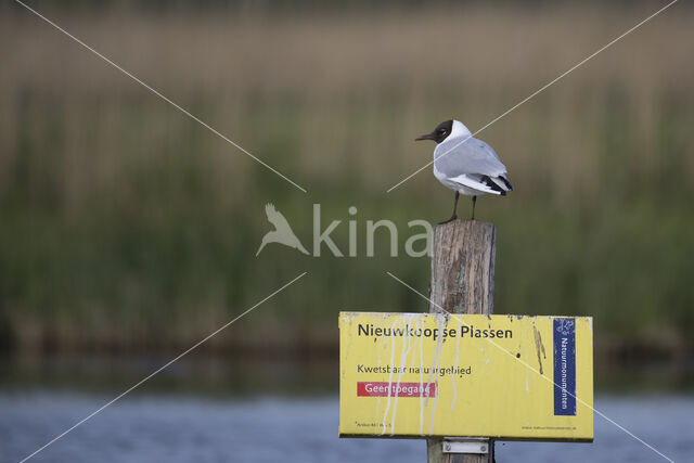 Black-headed Gull (Larus ridibundus)