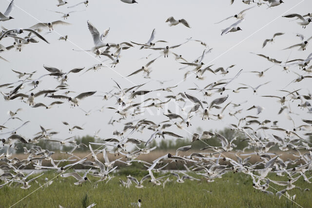 Black-headed Gull (Larus ridibundus)