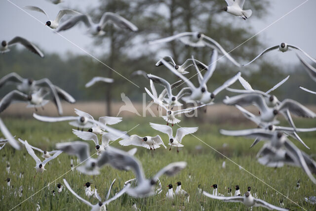 Mediterranean Gull (Larus melanocephalus)