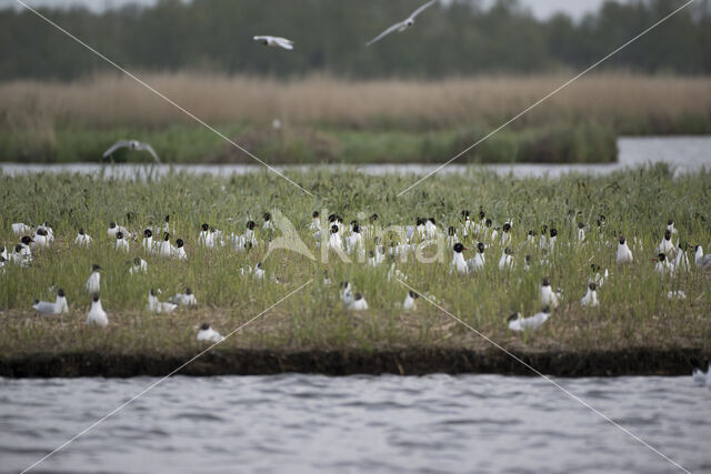 Mediterranean Gull (Larus melanocephalus)