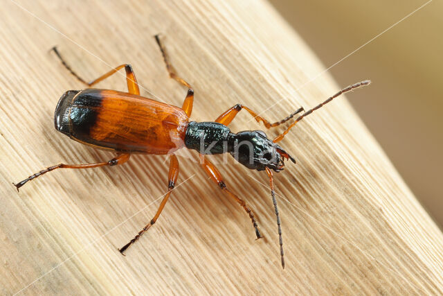 Odacantha melanura