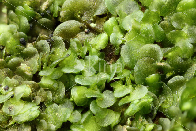 Dilated Scalewort (Frullania dilatata)