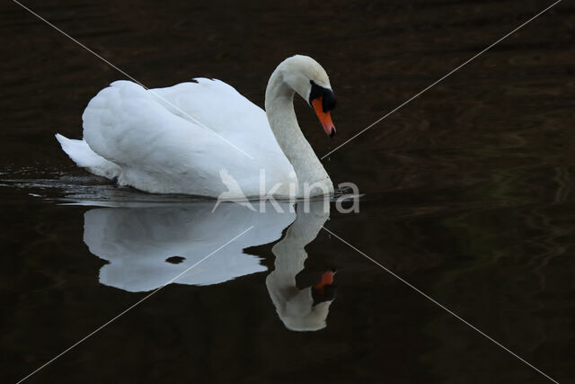 Knobbelzwaan (Cygnus olor)