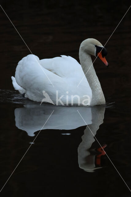 Knobbelzwaan (Cygnus olor)