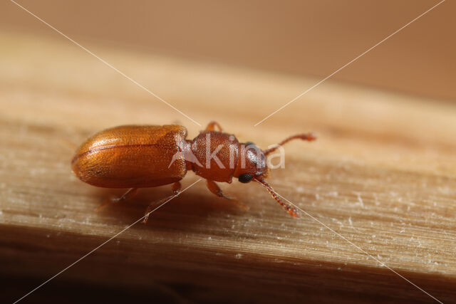 foreign grain beetle (Ahasverus advena)