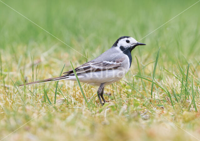 Witte Kwikstaart (Motacilla alba)